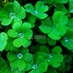 Diamond drops by Gordana Cajner - Nature Up Close Natural Waterdrops