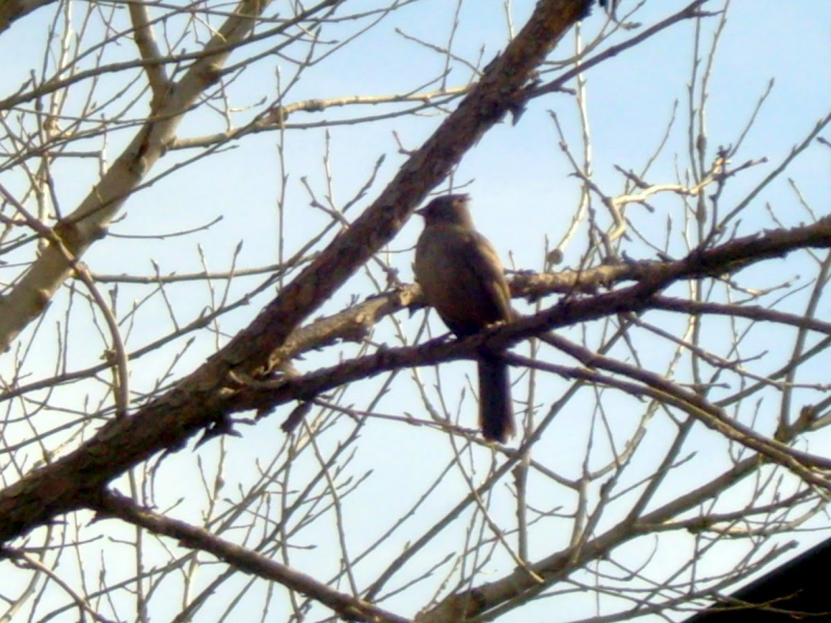 California Towhee