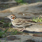 Lark Sparrow