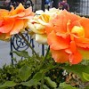 Unknown Rose Hybrid