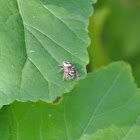 Jumping spider