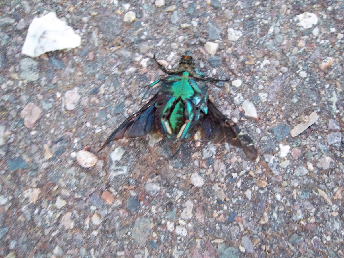 Green Fig Beetle