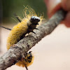 American Dagger Moth caterpillar