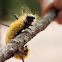 American Dagger Moth caterpillar