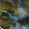 long-necked turtle