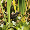 Red-winged Blackbird (immature male)