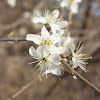 Blackthorn