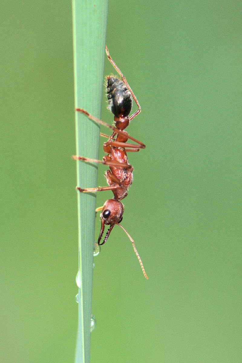 Brown Bulldog / Giant Brown Bull Ant