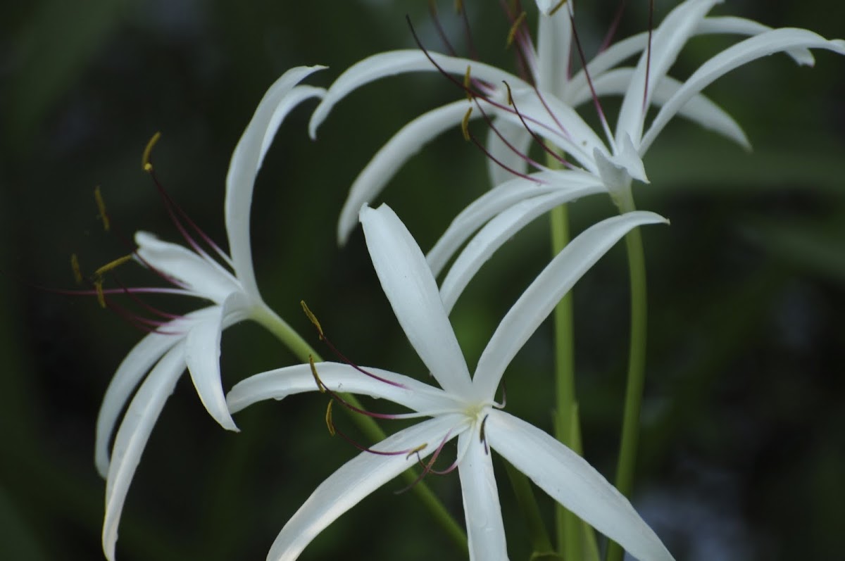 Swamp Lily or String Lily
