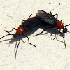 Florida Lovebugs
