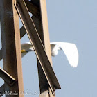 Little Egret; Garceta Común