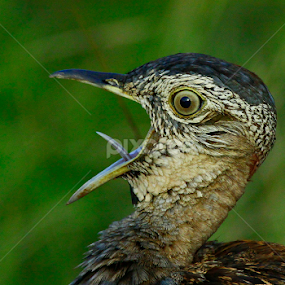 Wakeup Alarm African Style by Gerhard Strydom - Animals Birds