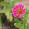 Zinnia