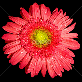 by Shrikrishna Bhat - Flowers Single Flower