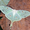 The Indian Moon Moth or Indian Luna Moth
