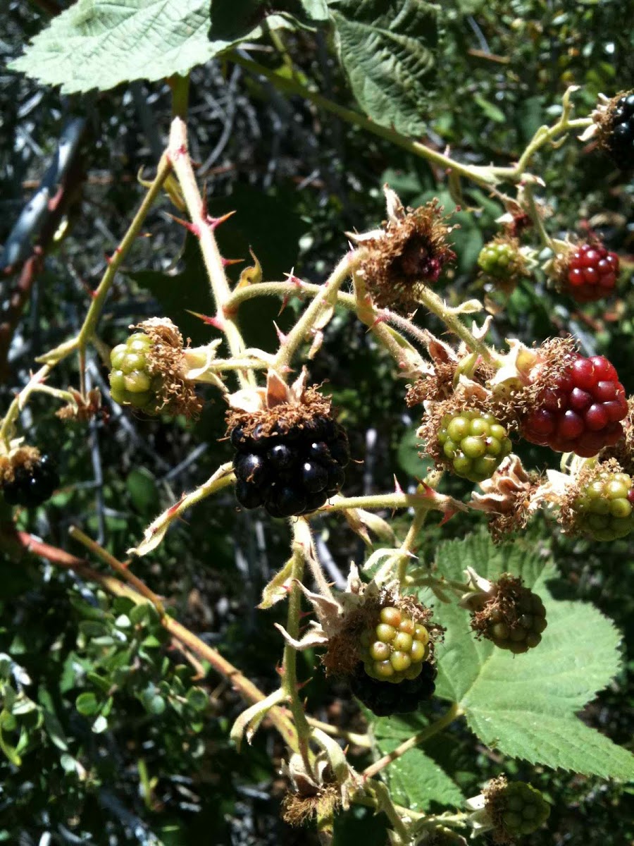 Wild blackberry