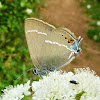 Blue Spot Hairstreak Butterfly