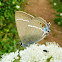 Blue Spot Hairstreak Butterfly