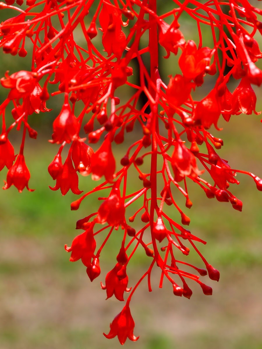 Illawarra Flame Tree ( Flower )