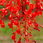 Illawarra Flame Tree ( Flower )