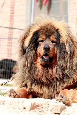 Tibetan Mastiff Puzzle