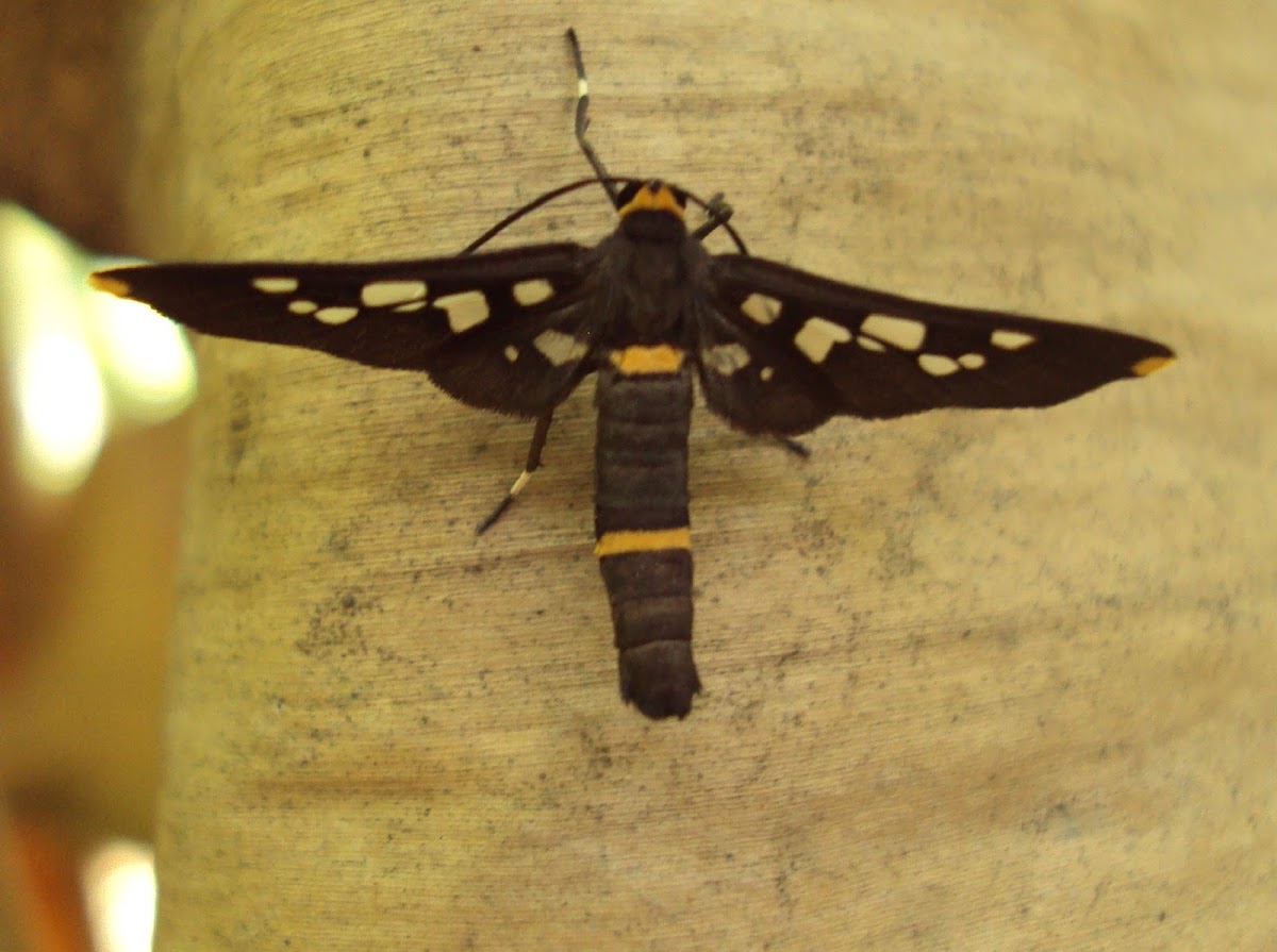 Wasp Moth