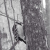 Downy woodpecker