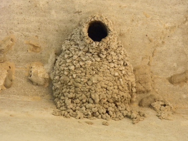 cliff swallow nest