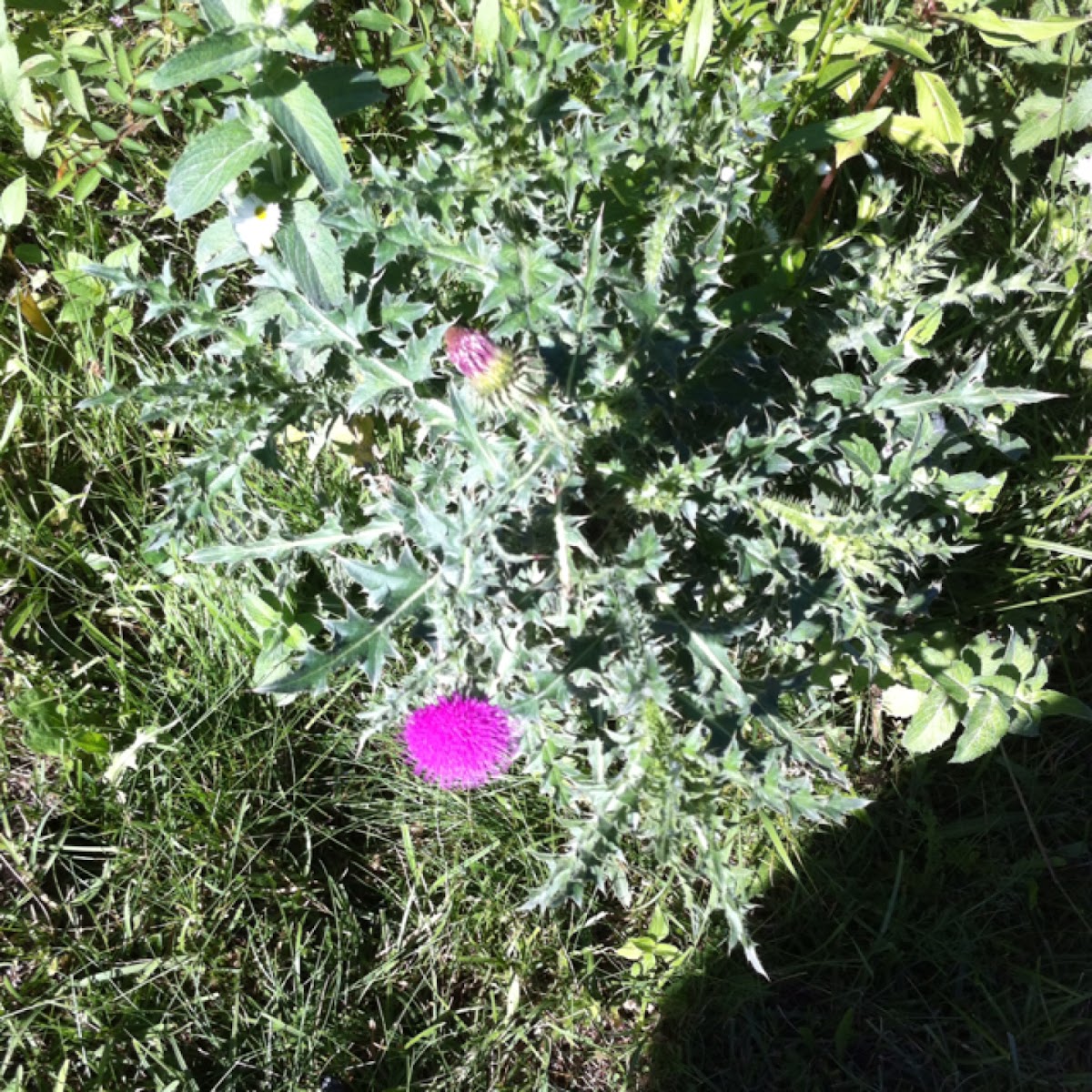 Spear Thistle