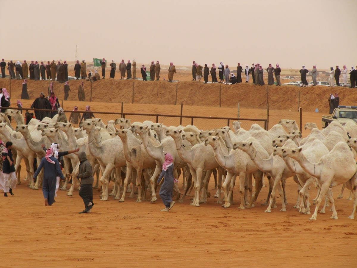 White Camels