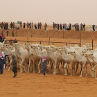 White Camels