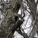 Red-bellied Woodpecker