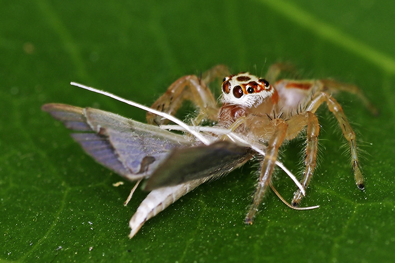 Two Striped Jumping Spider (Female)