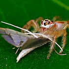 Two Striped Jumping Spider (Female)