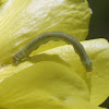 Unknown Geometrid Caterpillar