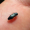 Blue Jewel Beetle