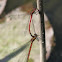 Large Red Damselfly