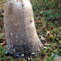 Shaggy Mane