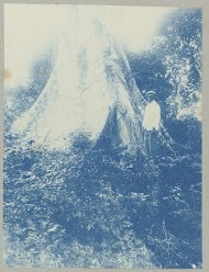 Kankantrie Tourtonnelaan