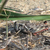 Gladston's Spur-throated Grasshopper