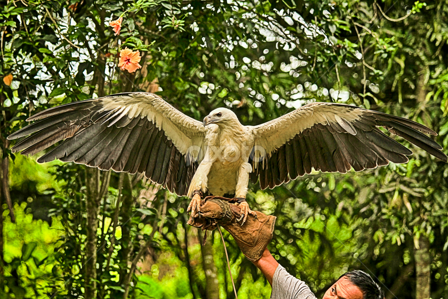 Agila by Bong Flores - Animals Birds