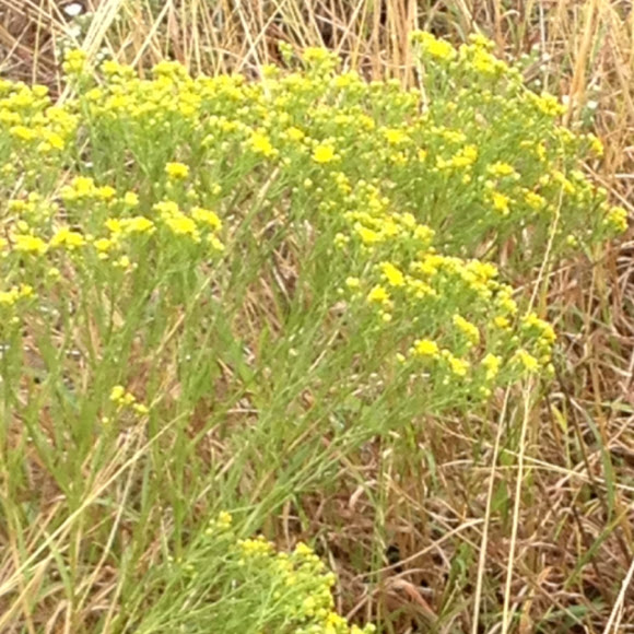 Broom weed Project Noah