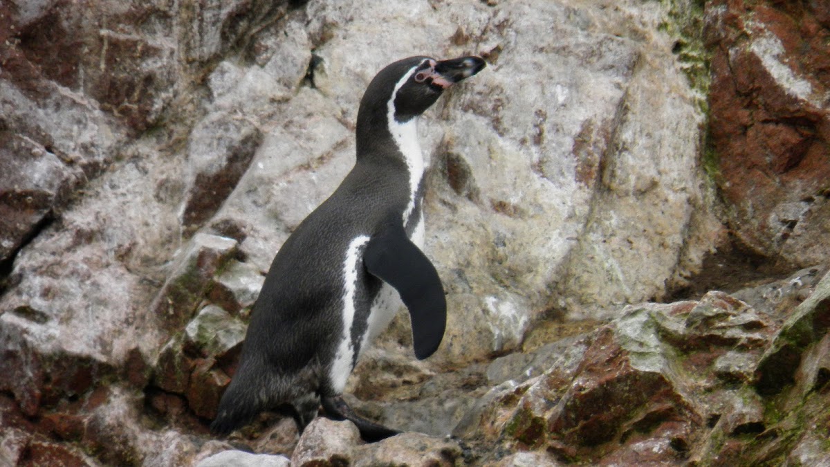Humboldt Penguin - Pinguim de Humboldt