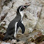 Humboldt Penguin - Pinguim de Humboldt