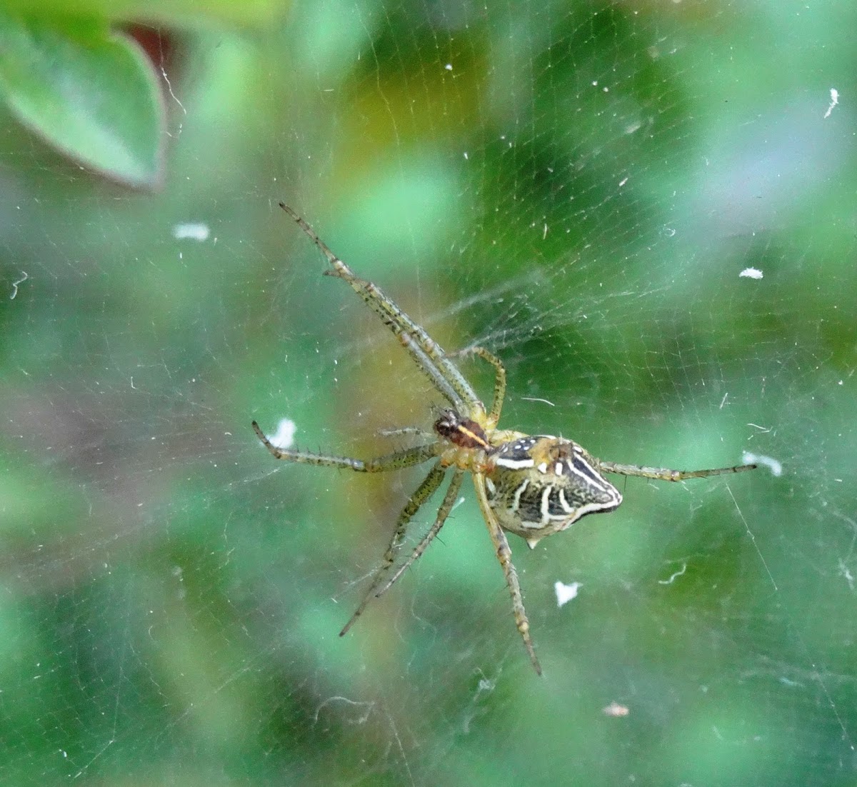 Tent Spider with egg sacs