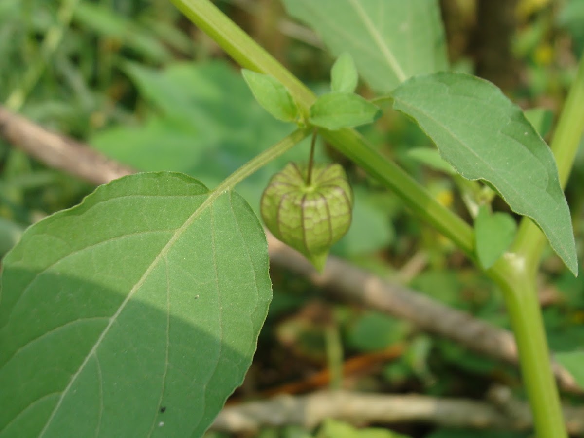 Chinese lantern 