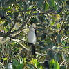 Little Pied Cormorant