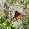vanesa butterfly