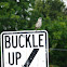 northern mockingbird