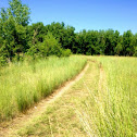 Short Grass Prairie Cottonwood forest